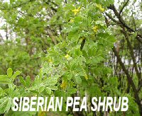 SIBERIAN PEA SHRUB_200