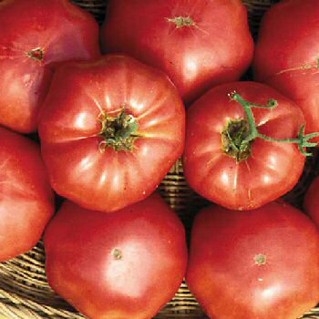 brandywine-sudduths-strain-tomato